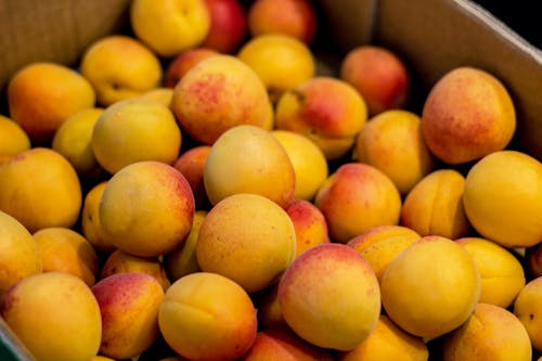 Free stock photo of apricot, color, fine