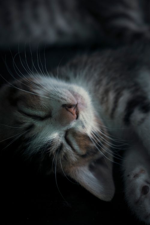 Free Adorable cat with multicolored fur and closed eyes resting on couch at home Stock Photo