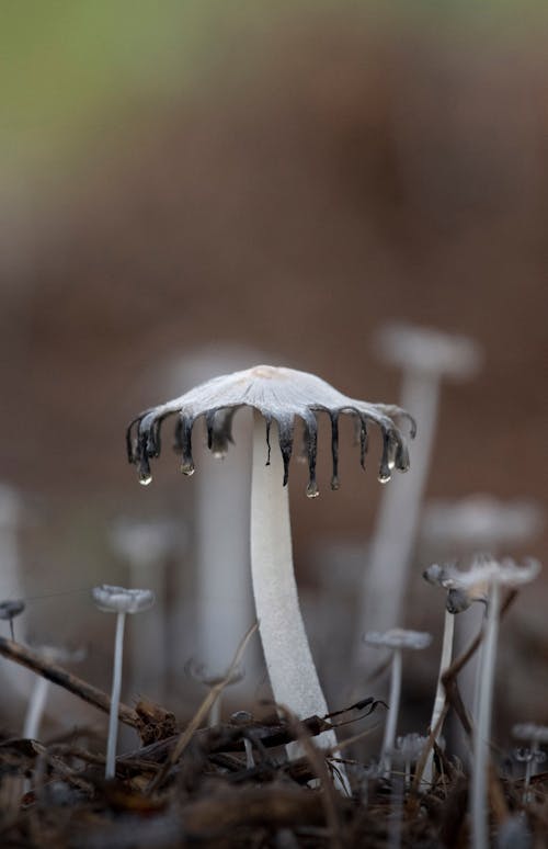 Mushrooms growing in forest in daylight