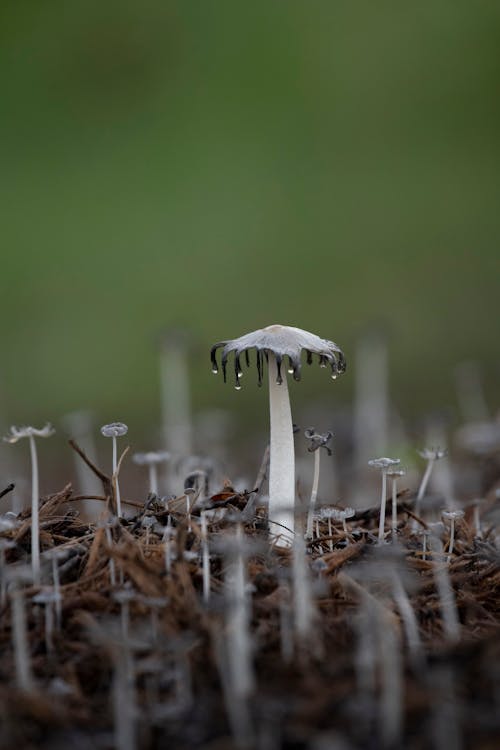 Wet mushrooms growing on ground in forest against blurred green background in daylight