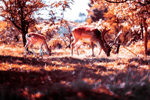 Free stock photo of the protector dreams