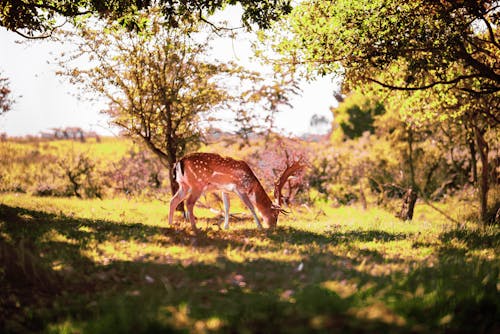 Fotobanka s bezplatnými fotkami na tému sny v prírode