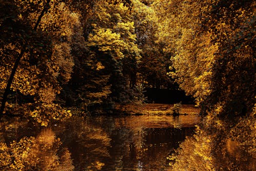 Fotobanka s bezplatnými fotkami na tému kvitne ale žltá