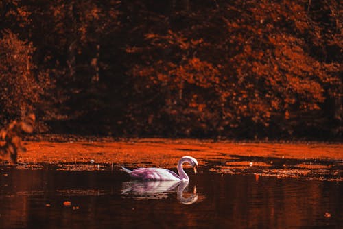 Fotobanka s bezplatnými fotkami na tému vzácne, ale spravodlivé