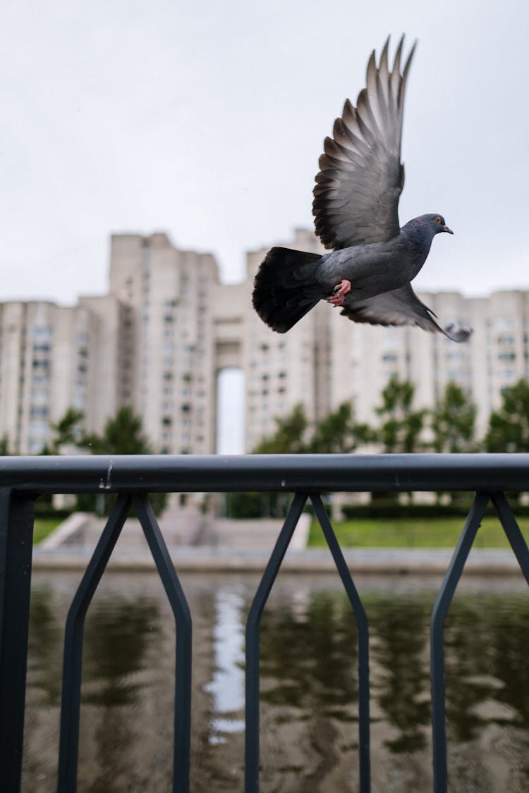 A Pigeon Flying Near The Black Metal Railing