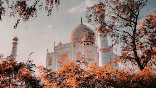 Low Angle Shot of Taj Mahal through Tree Branches