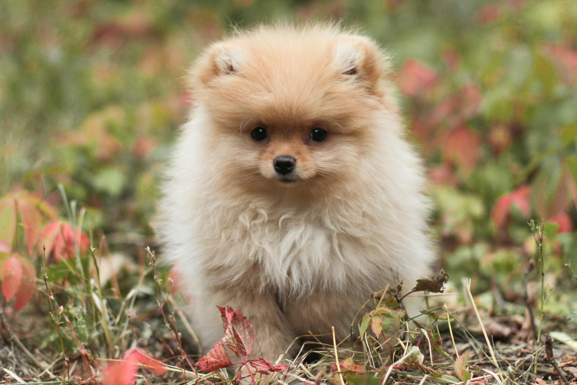 Close-Up Shot of a Pomeranian Puppy