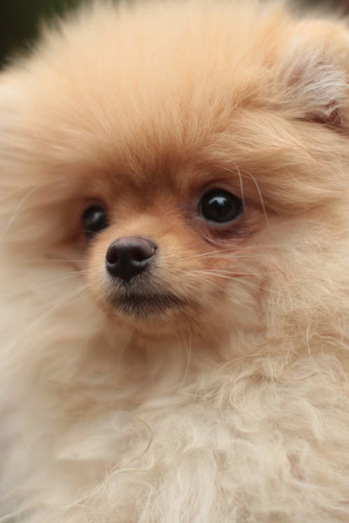 Close-Up Shot of a Pomeranian Puppy