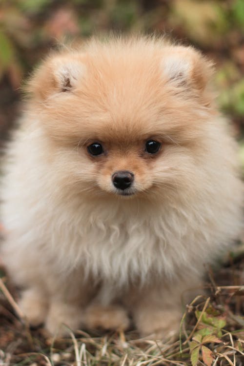 Close-Up Shot of a Pomeranian Puppy