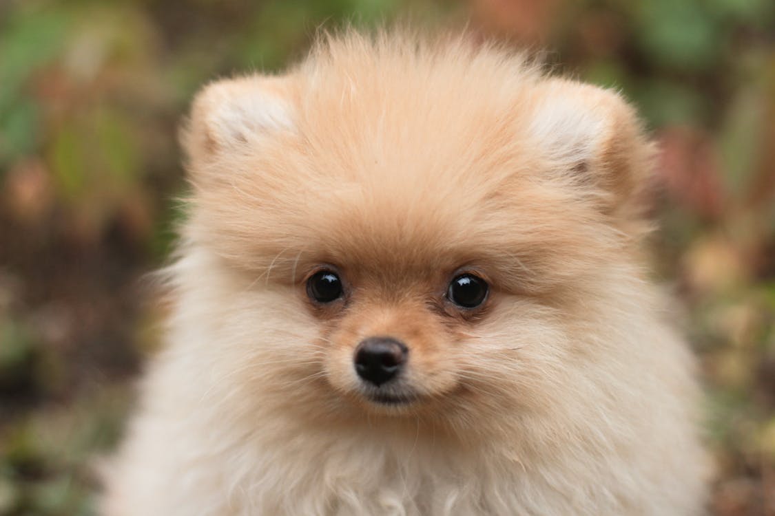 Δωρεάν στοκ φωτογραφιών με pomeranian spitz, εγχώριος, είδος λευκού σκύλου