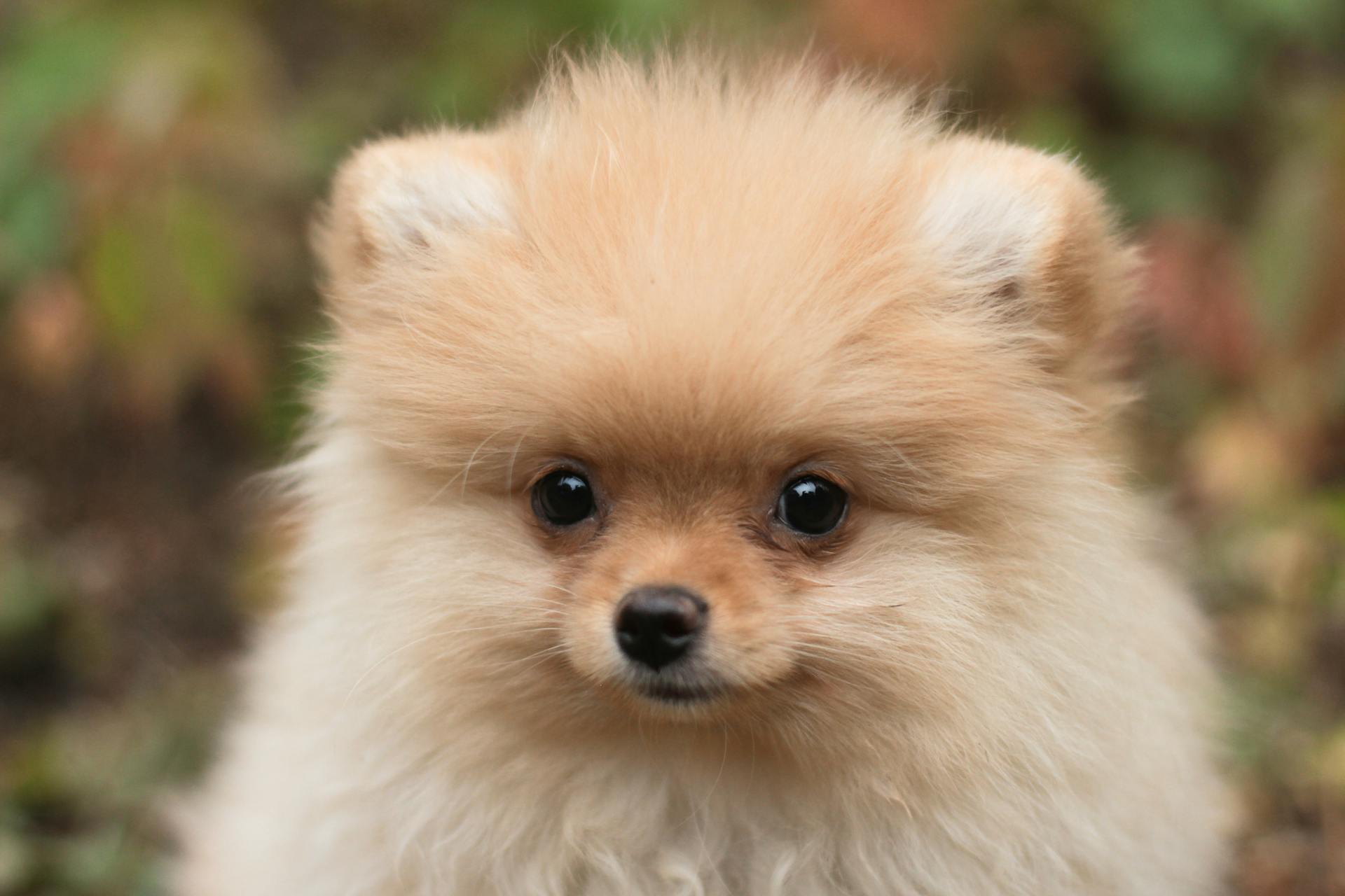 Close Up Photo of a Brown Pomeranian Puppy