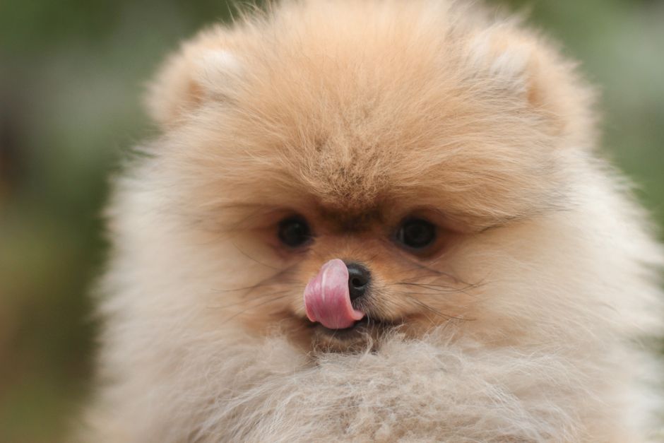 Charming close-up of a fluffy Pomeranian puppy licking its nose in an outdoor setting.