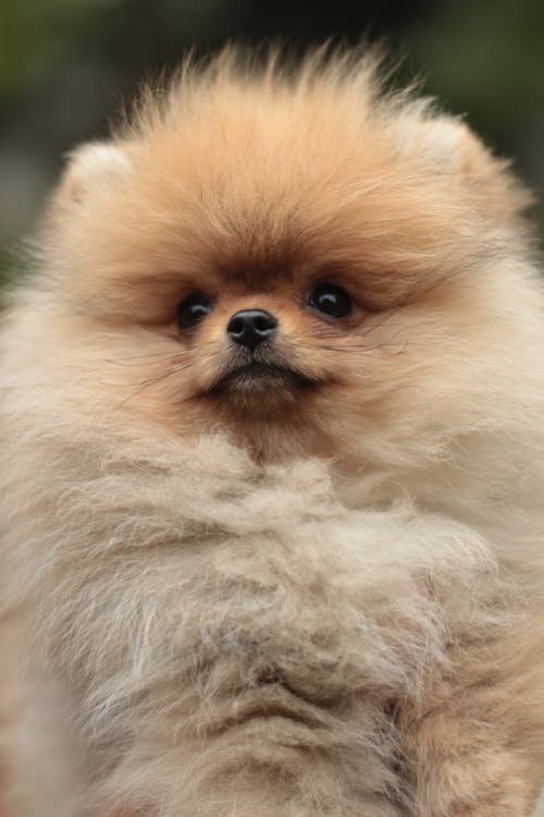 Free Close-Up Shot of a Pomeranian Puppy Stock Photo