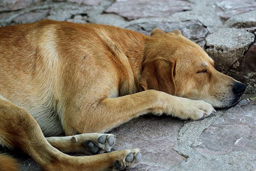 Close-Up Shot of a Brown Dog Sleeping
