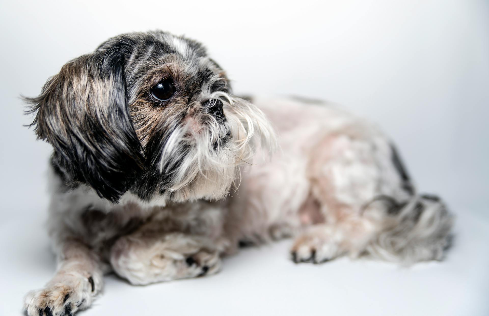 Close-Up Shot of a Shih Tzu  Lying Down