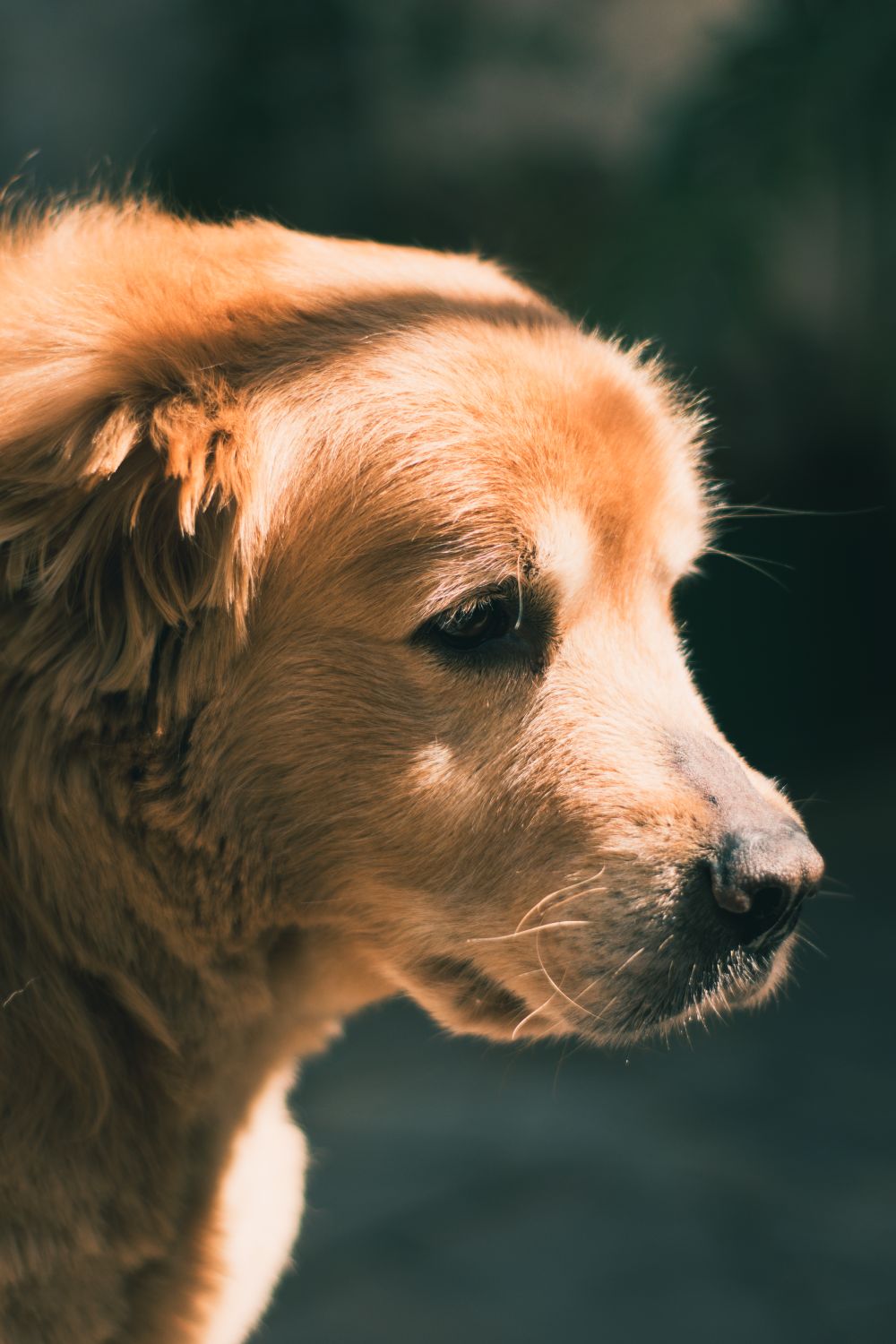 Golden retriever relaxing in warm evening light