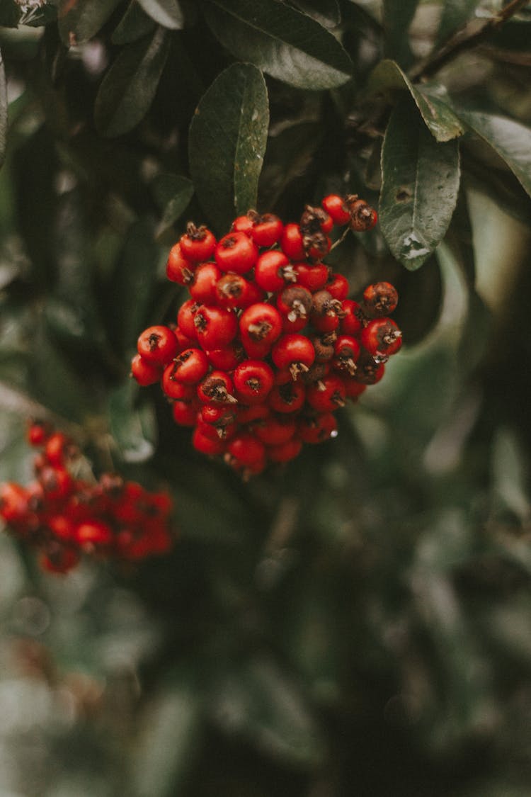 Bunch Of Red Hawthorn Berries On Branch