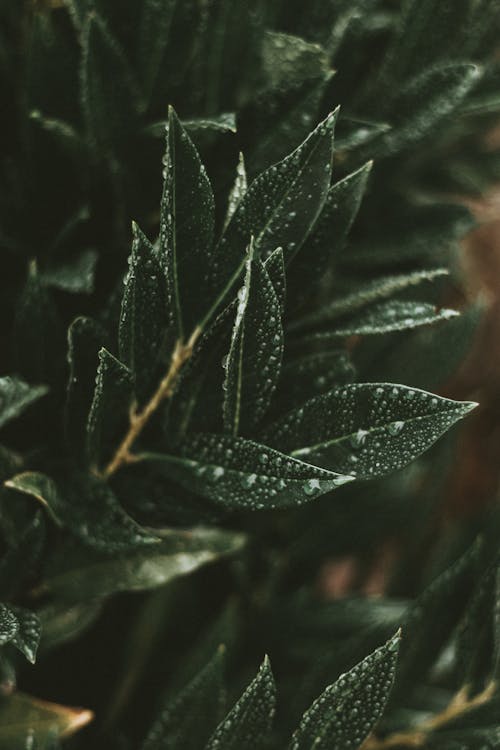 Green leaves of plant with drops of water