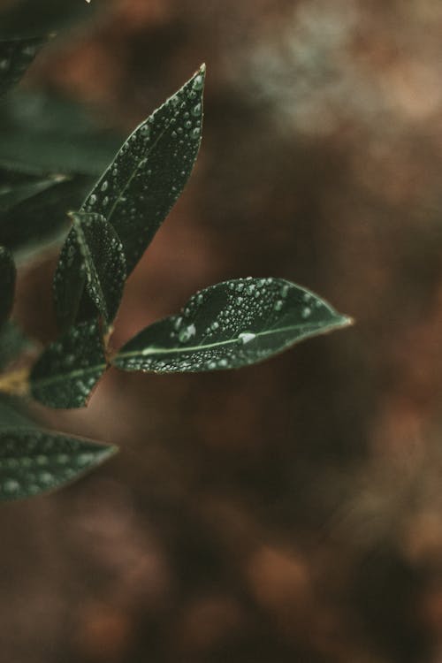 Green wet leaves of plant with drops of water on blurred brown background