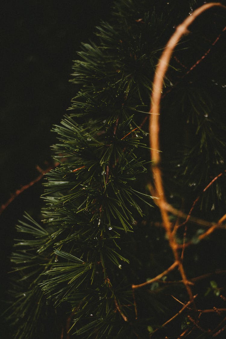 Decorative Plastic Branch Of Christmas Tree