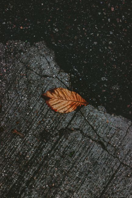 From above of lonely fallen yellow leaf on textured wet asphalt on street