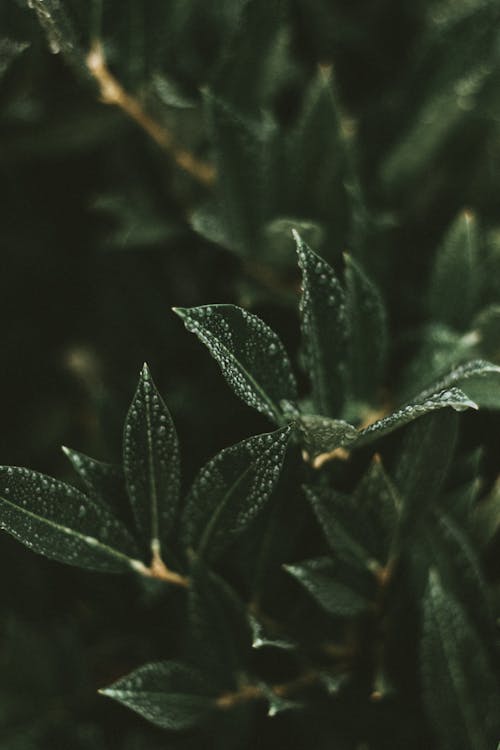 Wet fresh green leaves with small drops of water growing on young branch of tree on blurred background