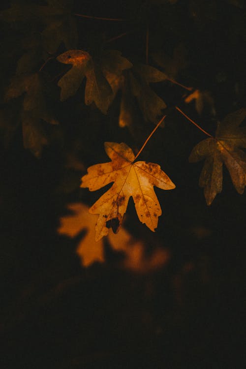 Yellow spotted maple leaf illuminated by warm autumn sunlight on dark blurred background