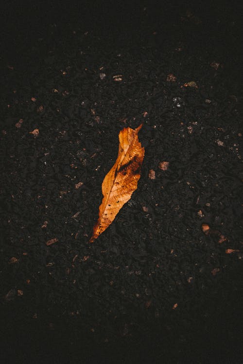 Overhead view of fallen dry yellow leaf on dark textured asphalt at autumn day