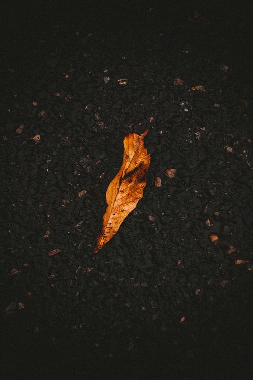 Free Overhead view of fallen dry yellow leaf on dark textured asphalt at autumn day Stock Photo