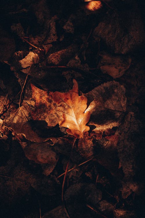 Dry orange leaves from different trees lying on ground and illuminated by sunbeam at autumn day