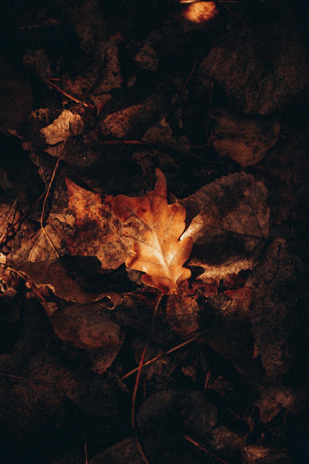 Dry leaves lying on ground · Free Stock Photo