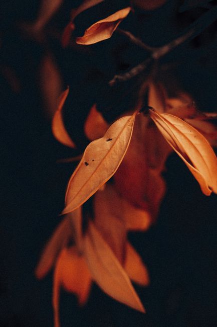 Yellow dry autumn leaves grow on dry tree branch against dark blurred background
