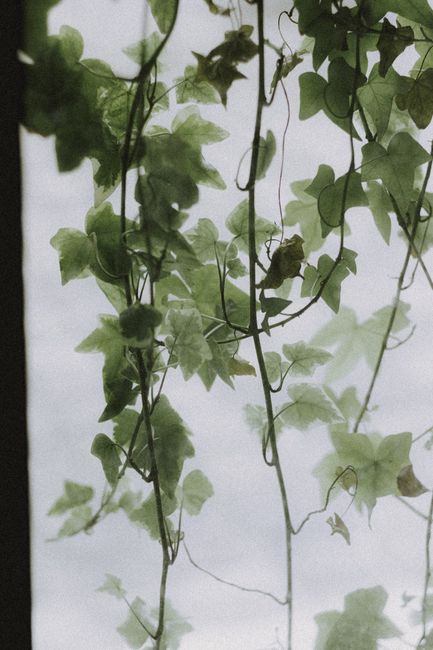 Long and thin branches of plant with green leaves hanging down against blurred background
