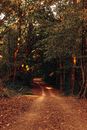 Solar beams passing through green foliage of trees and falling on alley in park