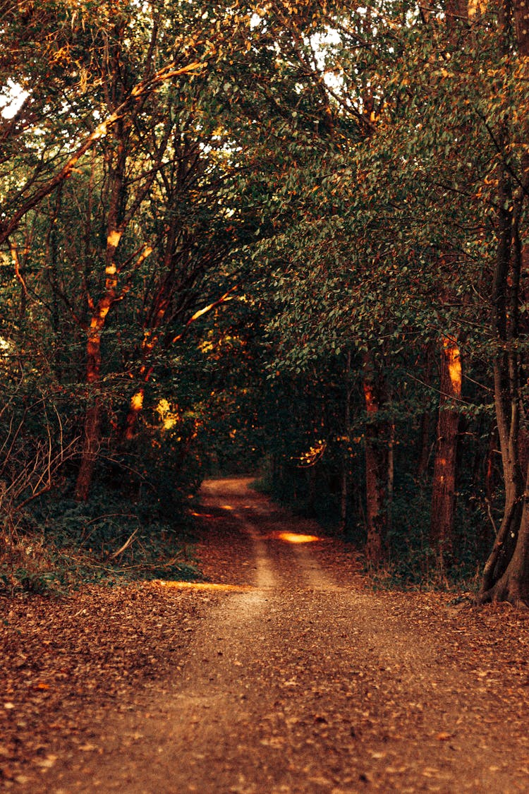 Narrow Path With Solar Beams