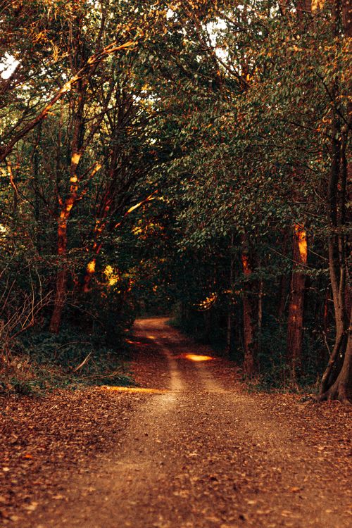 Free Solar beams passing through green foliage of trees and falling on alley in park Stock Photo