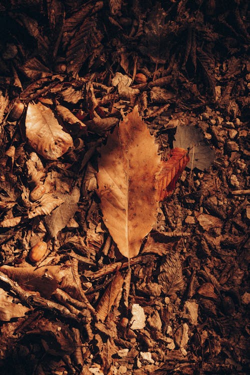 Autumn yellow leaf on dry ground