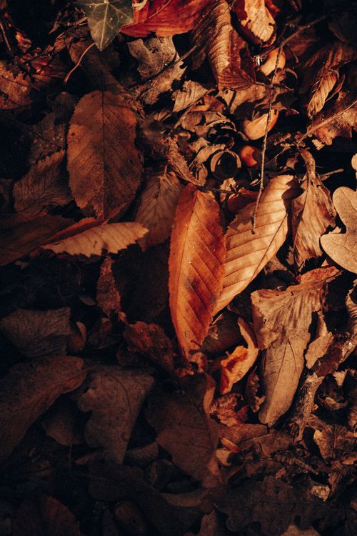 Free From above of fallen dry golden leaves lying on ground in autumn forest at sunny day Stock Photo