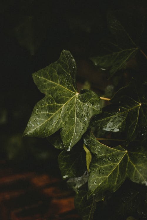 Green wet leaves on dark background