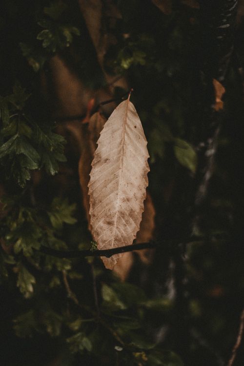 Free Thin dry golden leaf lying on green leaves of bush with branches at daytime Stock Photo