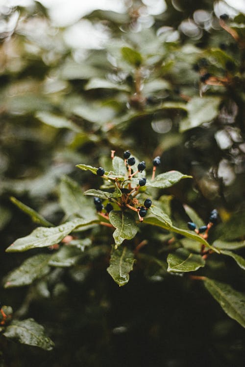 Wet green leaves of plant with small dark berries at end of branch against blurred background