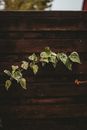Green branch next to wooden fence