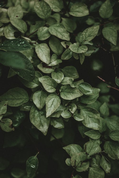 Beautiful view of textured matte light green leaves growing on plant against dark background