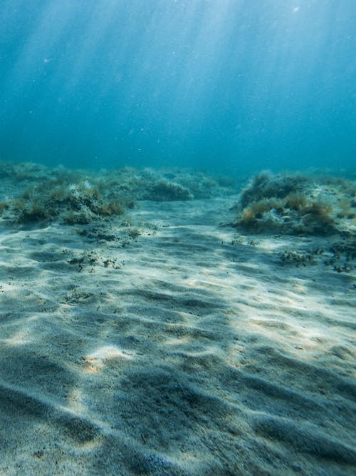 Free Underwater Photo of Sea Bottom Stock Photo