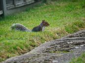 Brown Squirrel on Green Grass