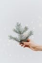 一只手握着松枝，松枝上带有节日装饰品，背景是白色的