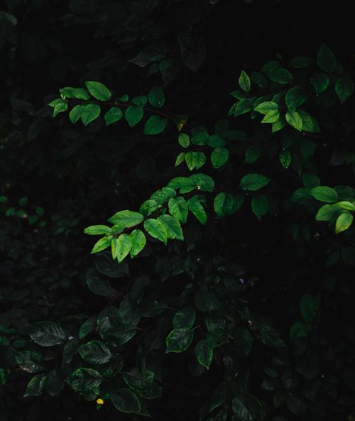 Free Deep green leaves captured in a dimly lit, natural setting, evoking a serene and mysterious mood. Stock Photo