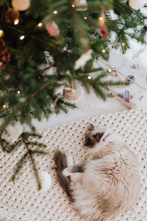 Immagine gratuita di albero di natale, animale domestico, decorazione natalizia