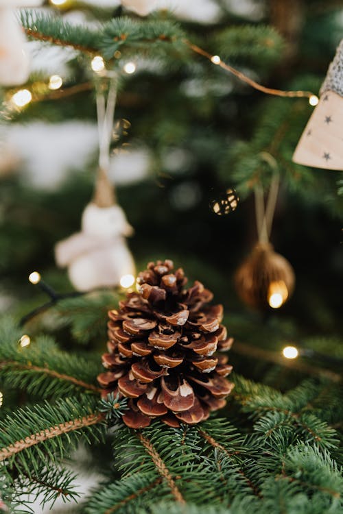 Close-up of Cone on Pine Tree Branch