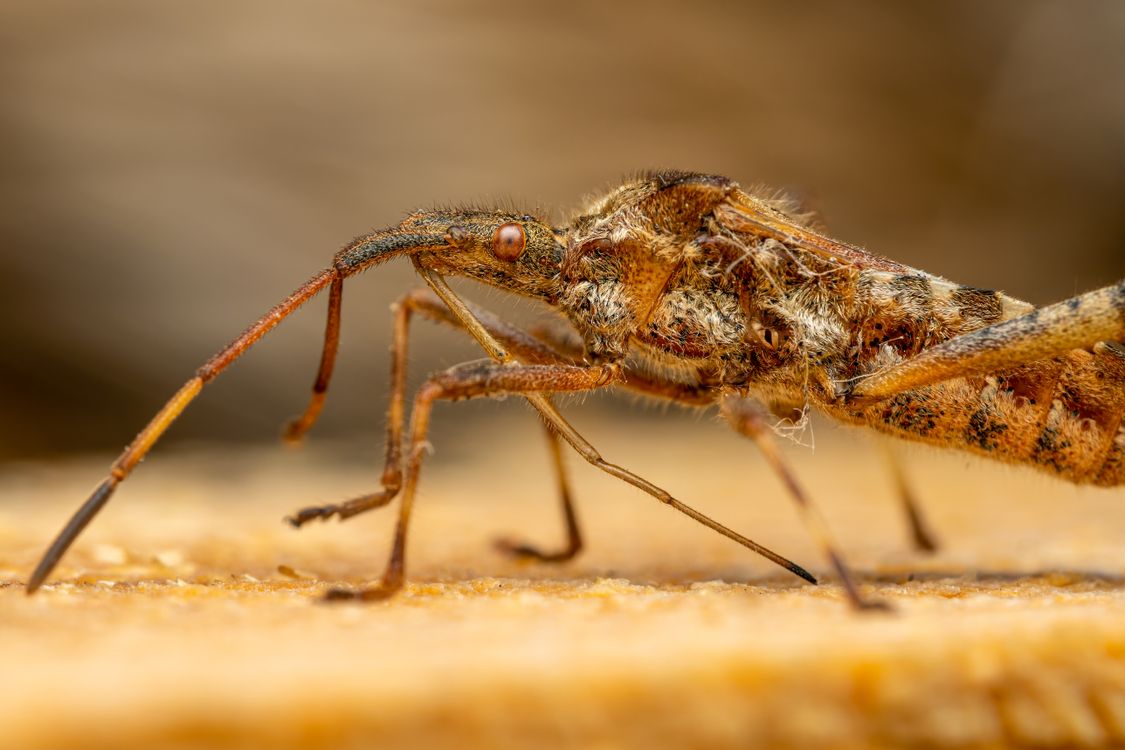 Pooran Insect Image Brown insect standing on brown surface in nature · Free Stock Photo